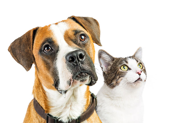 Closeup of attentive mixed breed Boxer dog and cat together looking up