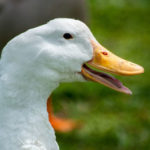 Duck with mouth open