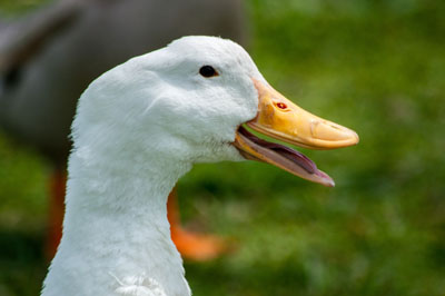 Duck with mouth open